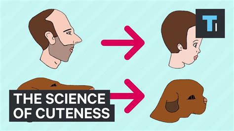 The Science of Cuteness: Unlocking the Secrets of Appeal