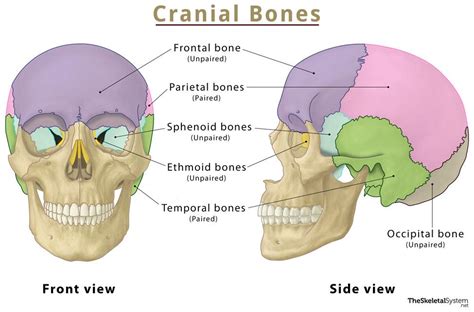 The Science of Mega-Craniums