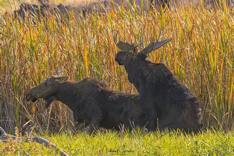 The Science of Moose Mating