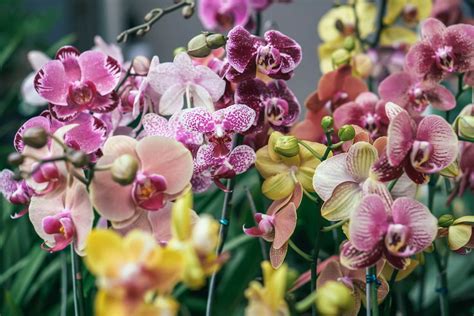 The Science of Orchid Nutrition