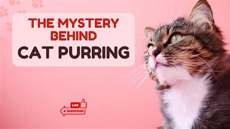 The Science of Purring