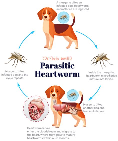 The Scourge of Heartworms and Fleas