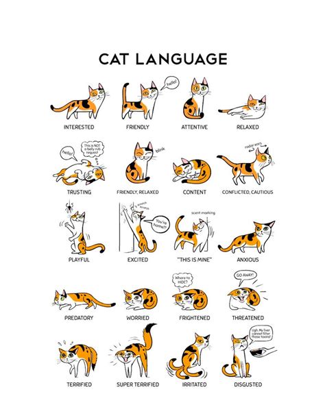 The Secret World of Cats: When They Speak English