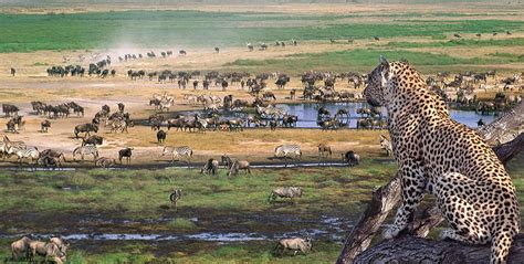 The Serengeti: A Fashionable Ecosystem