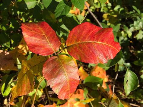 The Sexiest Poison Ivy: 12 Ways to Fall in Love with Nature's Most Infamous Plant