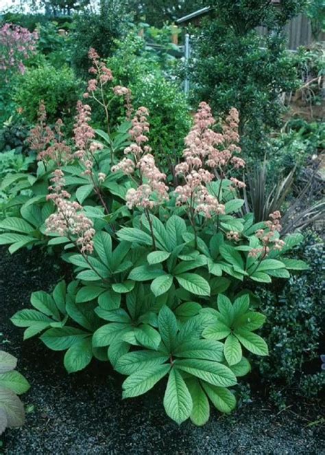 The Shade Garden Shade-Loving Plants for Year-Round Interest Kindle Editon