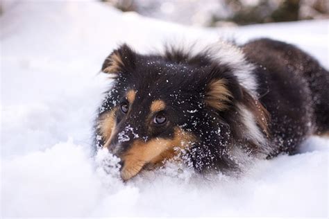 The Shetland Collie: A Comprehensive Guide to the Breed