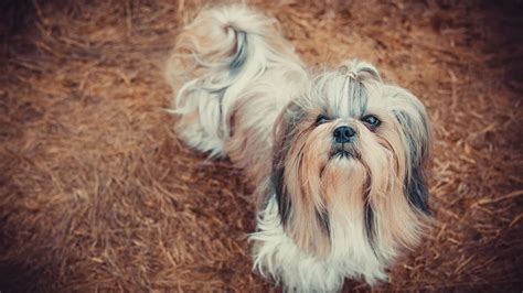 The Shih Tzu: A Timeless Treasure