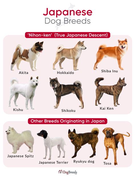 The Shinto Roots of Japanese Dog Breeds