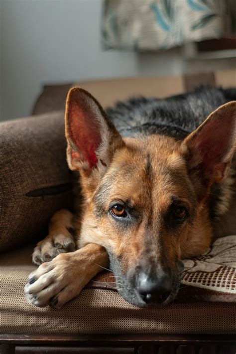 The Short-Haired German: A Comprehensive Guide to a Striking and Versatile Breed