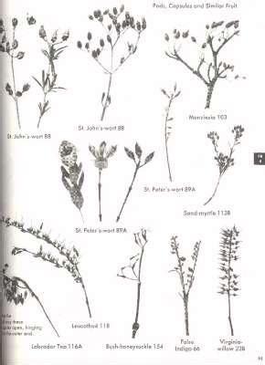 The Shrub Identification Book:  The Visual Method for the Practical Identification of Shrubs Doc