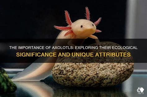 The Significance of Axolotls