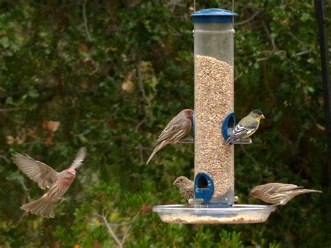 The Significance of Bird Feeders