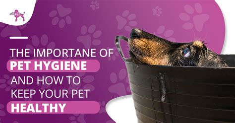 The Significance of Pet Cleaning and Hygiene