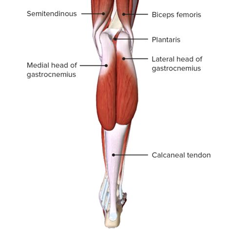 The Significance of Thigh Muscles