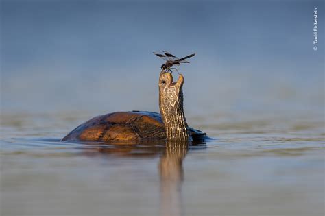 The Significance of Wildlife Photography