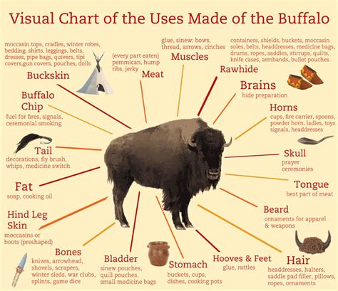 The Significance of the Black Buffalo in Native American Culture