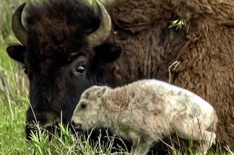 The Significance of the White Bison in Native American Culture