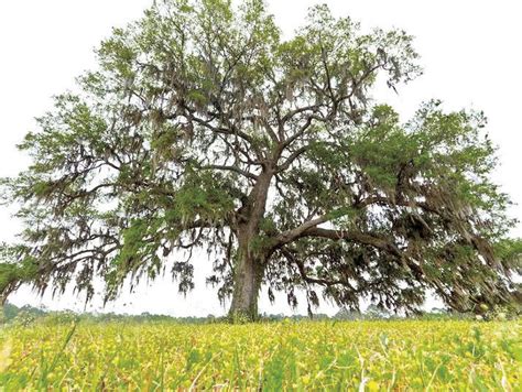 The Silent Killers: Trees That Spread Misery