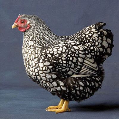 The Silver Laced Wyandotte: An American Heritage Breed