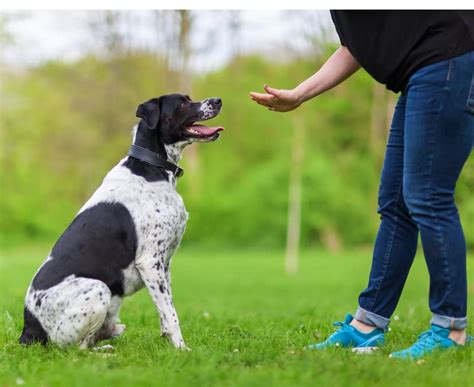 The Sin Stress: How to Unleash Your Dog's Inner Serenity