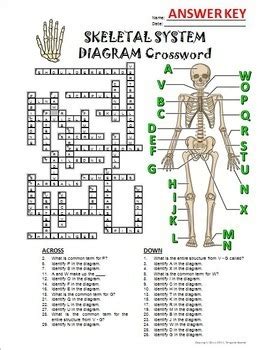 The Skeletal System Crossword Answers PDF