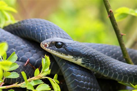 The Snake Reader