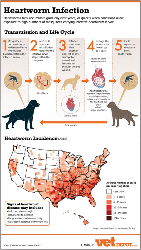 The Sneaky Dangers of Heartworms & Fleas