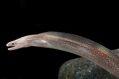 The Snowflake Freshwater Eel: An In-Depth Exploration