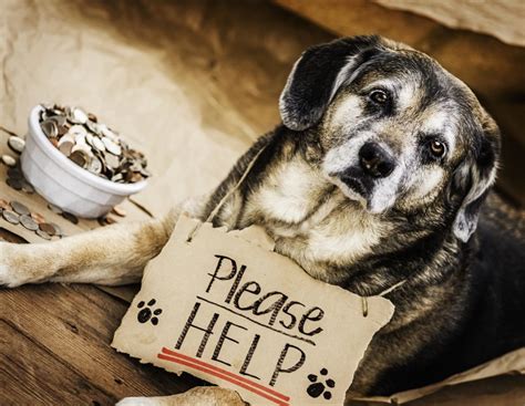 The Sobering Reality of Pet Homelessness