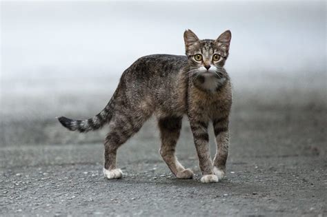 The Sobering Reality of Stray Cats in Dallas