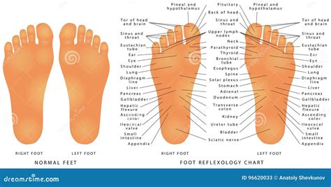 The Sole: A Comprehensive Guide to Your Feet's Foundation