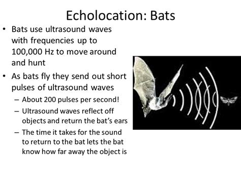 The Sound of the Bat: 500-1200 Hz Frequencies for Echolocation