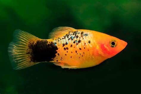 The Southern Platyfish: A Comprehensive Guide to a Vibrant Aquarium Species