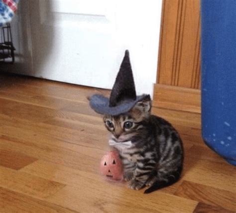 The Spo0py Kitten: A Guide to Halloween Kitten Care