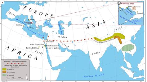 The Spread of Citrus in the Mediterranean: Significance in AP World History