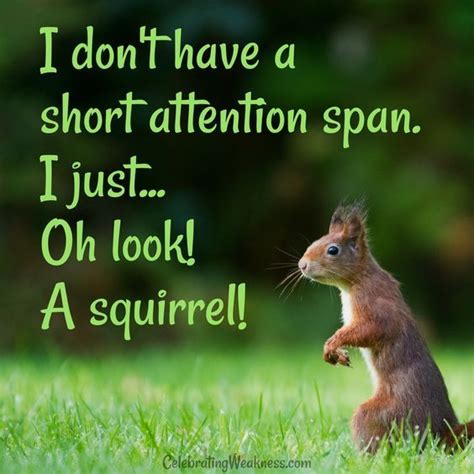 The Squirrel Attention Span Meme: A Tale of Misinformation and the Importance of Cognitive Health