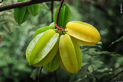 The Star Fruit: A Sweet and Versatile Tropical Treat