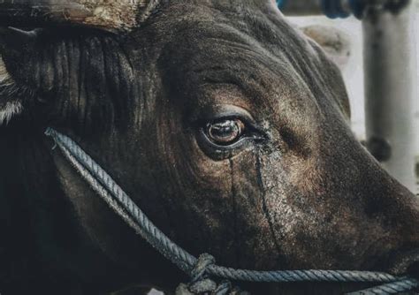 The State of Animal Abuse: A Troubling Reality