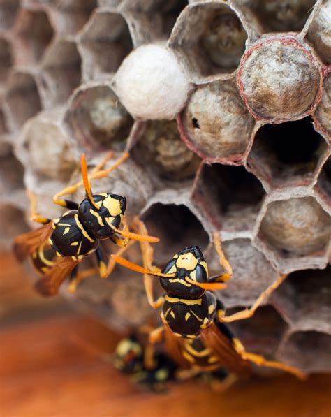 The Stinging Truth: Risks, Realities, and Prevention of Bee and Wasp Encounters