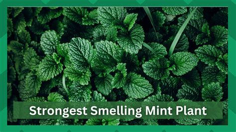 The Strongest Mint You'll Ever Taste: An Exploration of Nature's Most Potent Herb