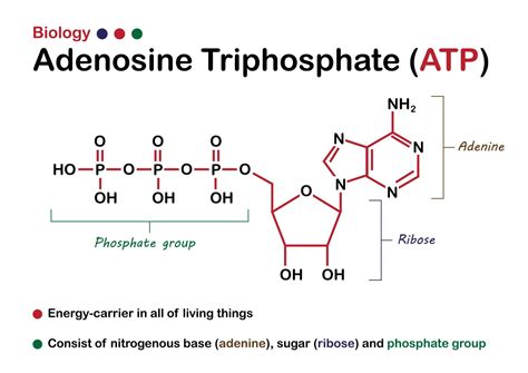 The Structure of ATP