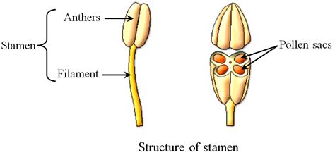 The Structure of the Stamen