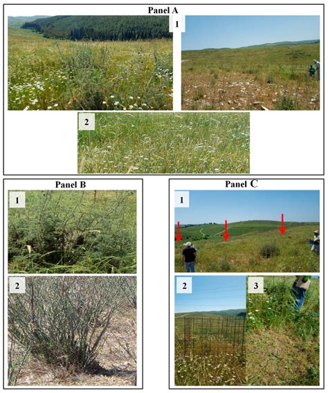 The Study of Vegetation PDF