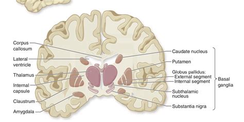 The Subthalamic Nucleus Epub