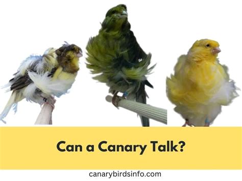 The Surprising Price of a Canary: From $20 to $1,000