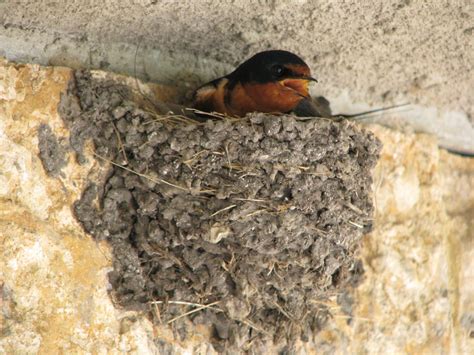 The Swallow s Nest Doc