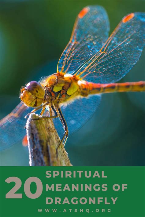 The Symbolism of Dragonfly: A Tapestry of Meaning and Inspiration