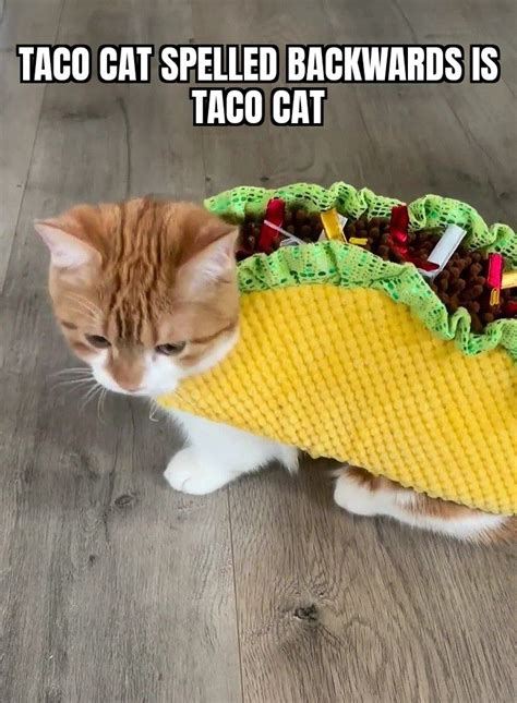 The Taco Cat