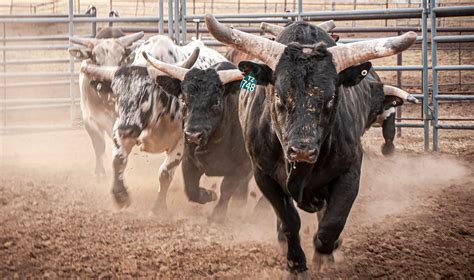 The Tauros Cattle: A Comprehensive Guide to the Spanish Fighting Breed